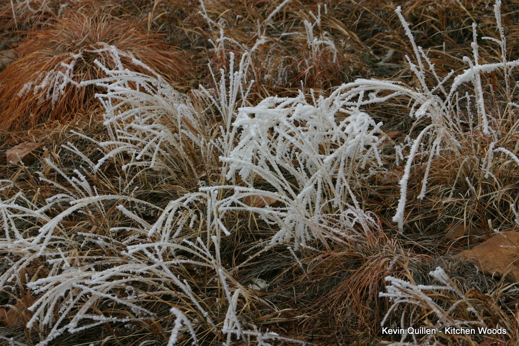 Frosted Grass - #1